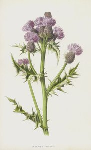 Akkerdistel door Frederick Edward Hulme
