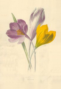 Krokus