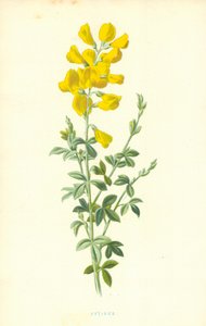 Cytisus door Frederick Edward Hulme