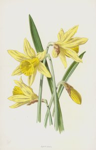 Narcis