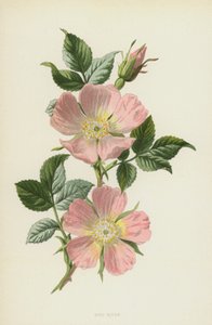 Hondsroos door Frederick Edward Hulme