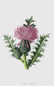 Kleine Distel