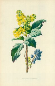 Wintergroene berberis