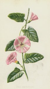 Akkerwinde door Frederick Edward Hulme