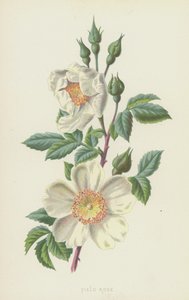 Hondsroos