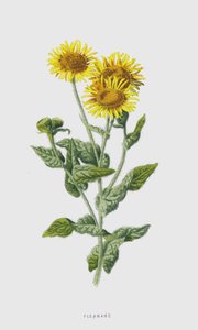 Alsem door Frederick Edward Hulme