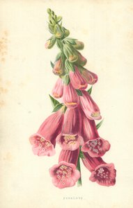 Vingerhoedskruid