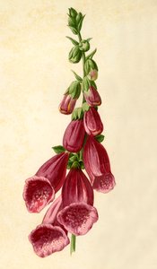 Vingerhoedskruid, 1877 door Frederick Edward Hulme