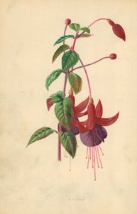 Fuchsia