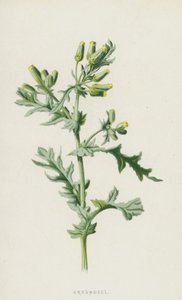 Kruiskruid
