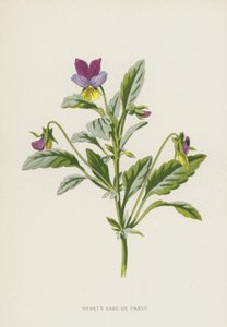 Driekleurig Viooltje door Frederick Edward Hulme