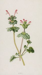 Dove Nettle
