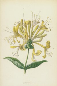Kamperfoelie door Frederick Edward Hulme
