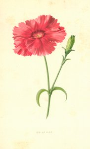 Indiase Roze door Frederick Edward Hulme