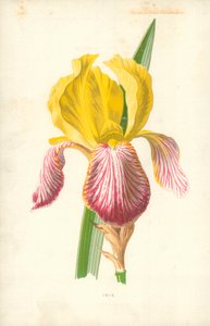 Iris door Frederick Edward Hulme