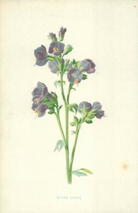 Jacobs Ladder door Frederick Edward Hulme
