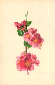 Japanse kweepeer