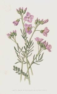 Pinksterbloem, Bittere Kers of Koekoeksbloem