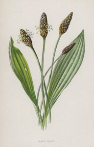 Lamsoren door Frederick Edward Hulme
