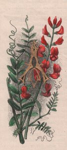 Letter A, initiaal, aquarelgravure, door Frederick Edward Hulme uit The familiar Garden Flower, circa 1880 door Frederick Edward Hulme