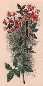 Letter I, initiaal, aquarelgravure, door Frederick Edward Hulme uit The familiar Garden Flower, circa 1880