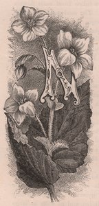Letter N, initiaal, gravure, door Frederick Edward Hulme uit The familiar Garden Flower, circa 1880 door Frederick Edward Hulme