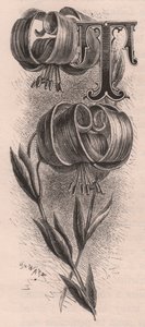 Letter T, initiaal, gravure, door Frederick Edward Hulme uit The familiar Garden Flower, circa 1880 door Frederick Edward Hulme
