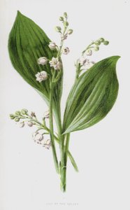 Lelietje-van-dalen door Frederick Edward Hulme