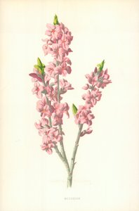 Mesereon