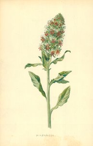 Micnonette door Frederick Edward Hulme