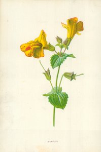 Mimulus door Frederick Edward Hulme