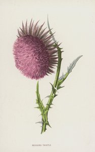 Knikkende Distel