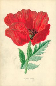 Oosterse papaver