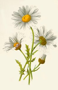 Margriet, 1877 door Frederick Edward Hulme