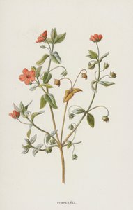 Muurpeper door Frederick Edward Hulme