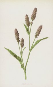 Perzikkruid door Frederick Edward Hulme