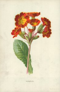 Polyanthus