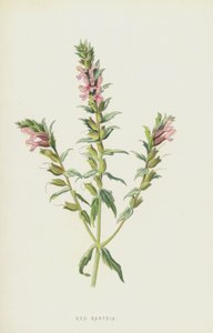Rode Bartsia
