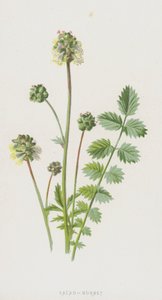 Pimpernel