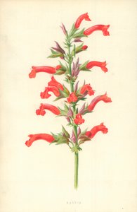Salvia