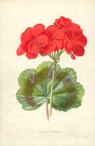 Rode Geranium