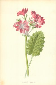 Siebolds sleutelbloem door Frederick Edward Hulme