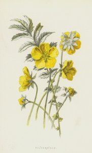 Zilverschoon door Frederick Edward Hulme