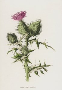Speerdistel