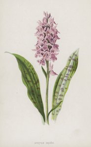 Gevlekte Orchis door Frederick Edward Hulme