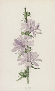 Wilde Cichorei door Frederick Edward Hulme
