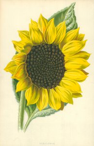 Zonnebloem