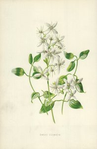 Zoete clematis door Frederick Edward Hulme