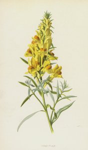 Vlasbekje door Frederick Edward Hulme