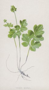 Knolsteenbreek door Frederick Edward Hulme
